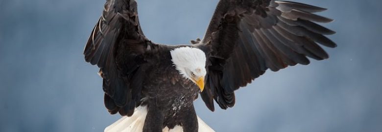 Eagle Eye Home Inspection, LLC
