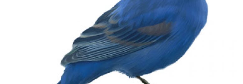 Blue Bird Home Inspections, LLC