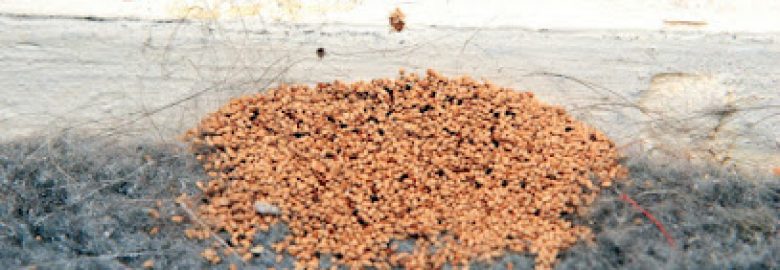 Bug Tech Exterminators Inc – Pest Control, Termite Control and Exterminator, Bug Removal in Temecula CA
